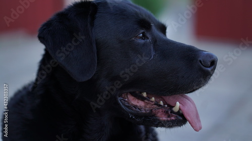 cão labrador preto