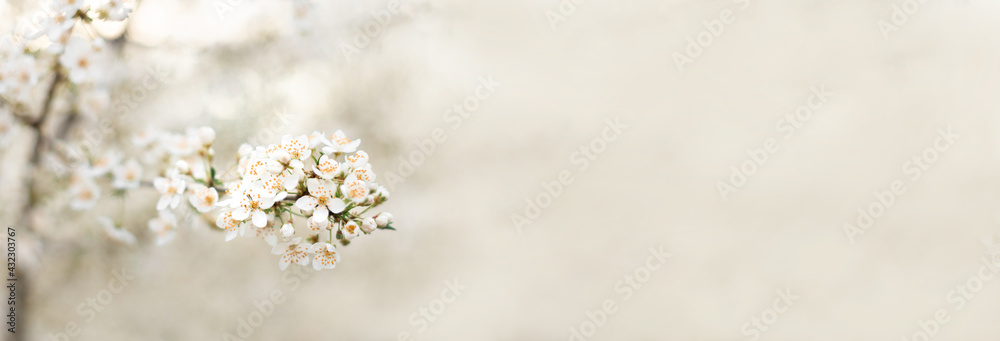 Beautiful spring nature scene with white blooming tree in sunlight. Soft selective focus. Abstract blurred background with copy space web banner. Beautiful spring nature scene with white blooming tree in sunlight. Soft selective focus. Abstract blurred background with copy space web banner.