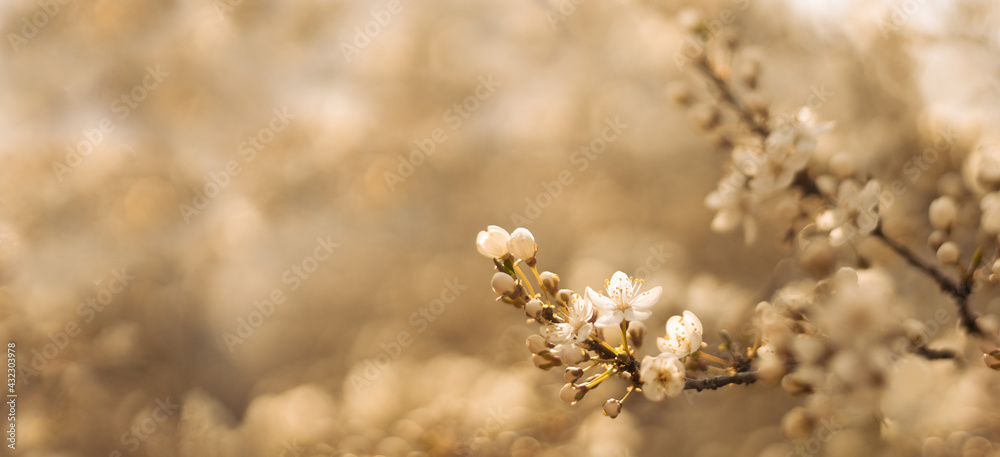 Beautiful spring nature scene with pink blooming tree. Abstract blurred background.