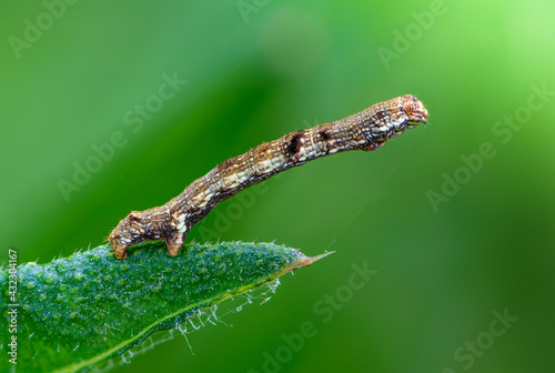 Larva of butterfly geometridae sits on the grass leaf and disguises itself as branch photo
