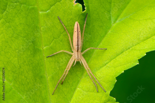 Female of spider tibellus oblongus sits on a maple leaf awaiting prey