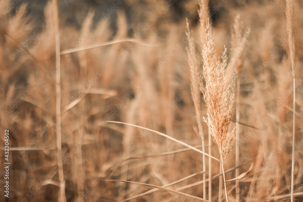 Abstract natural background of soft plants of Cortaderia selloana or pampas grass. Abstract natural background of soft plants of Cortaderia selloana or pampas grass.