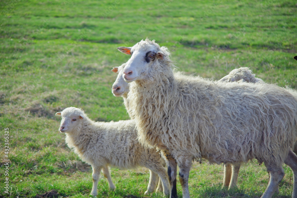 Sheep in the pasture, cows pushing. pasture on a green meadow. forestry concept background Sheep in the pasture, cows pushing. pasture on a green meadow. forestry concept background