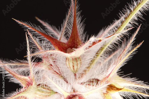 Close-up photograph of the dried flowers of the Star Flower Pincushion plant (Lomelosia micrantha), in spring, photo