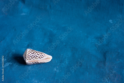 Black Cone on a blue background. Conus Marmoreus. Shell With White Triangle. © HENADZI BUKA