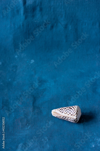 Black Cone on a blue background. Conus Marmoreus. Shell With White Triangle. © HENADZI BUKA