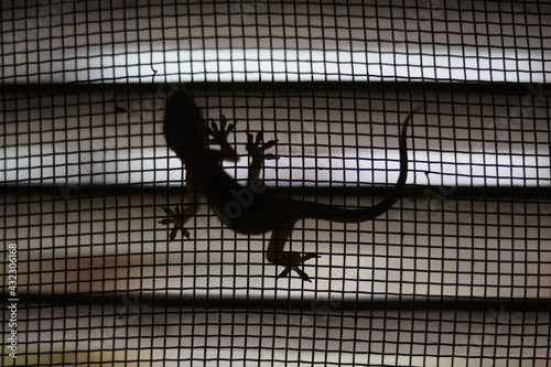 Geko shade