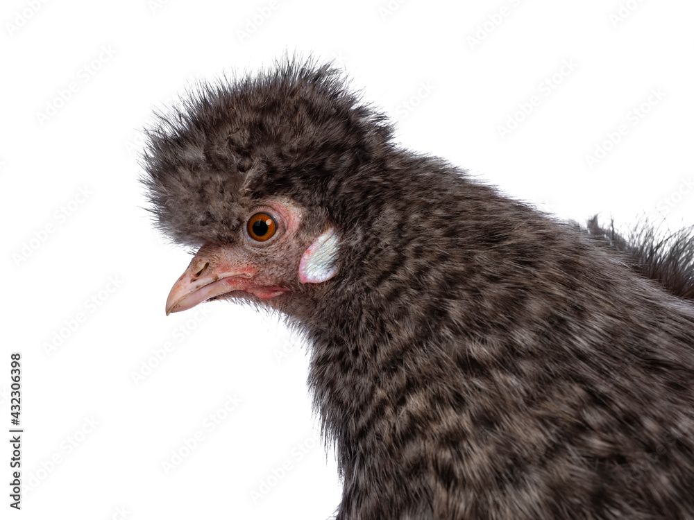 Fototapeta premium Head shot of fluffy cuckoo Silkie chicken, standing side ways, looking straight ahead. Isolated on a white background. Trimmed feathers.
