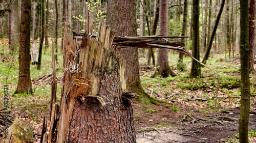 złamane drzewo w lesie zastane po wiosennej burzy