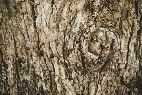 Old wood cracked texture, Seamless tree bark texture, Endless wooden background for web page fill or graphic design. Selective focus. 