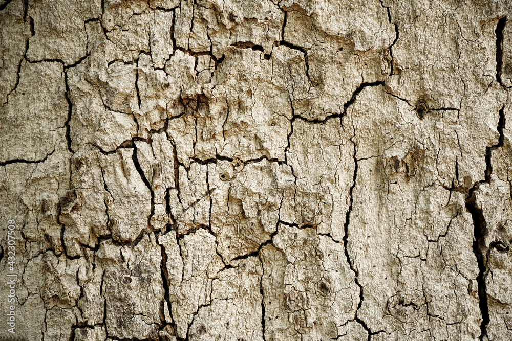 Old wood cracked texture, Seamless tree bark texture, Endless wooden background for web page fill or graphic design. Old wood cracked texture, Seamless tree bark texture, Endless wooden background for web page fill or graphic design.
