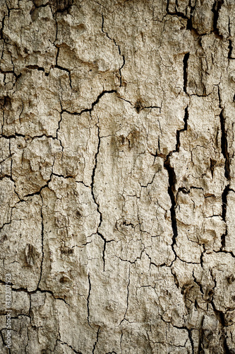 Old wood cracked texture, Seamless tree bark texture, Endless wooden background for web page fill or graphic design. 