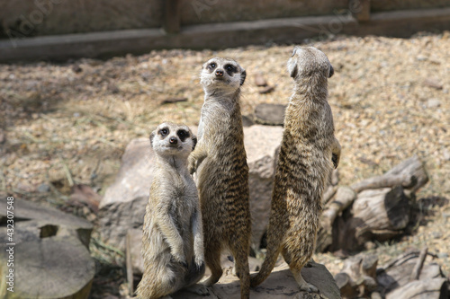 A family of meerkats sits on the stones. 