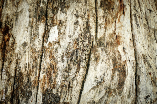 Old wood cracked texture  Seamless tree bark texture  Endless wooden background for web page fill or graphic design. 