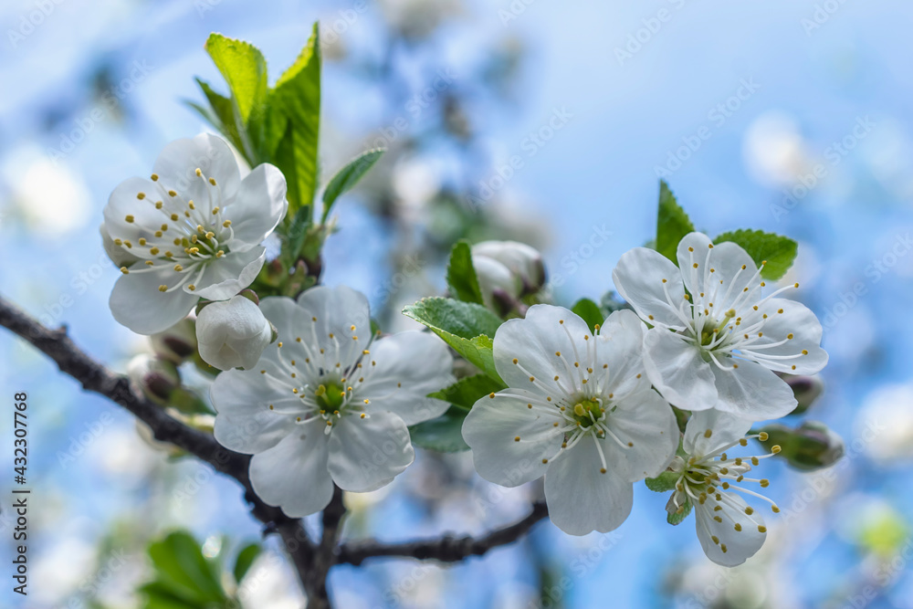 Obraz premium Cherry tree blossom