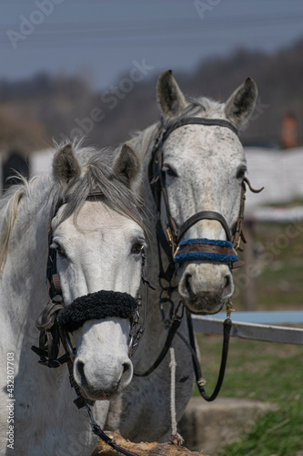 portrait of two white horses