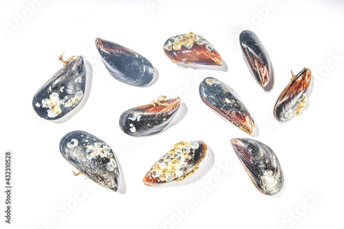 Raw mussels on white