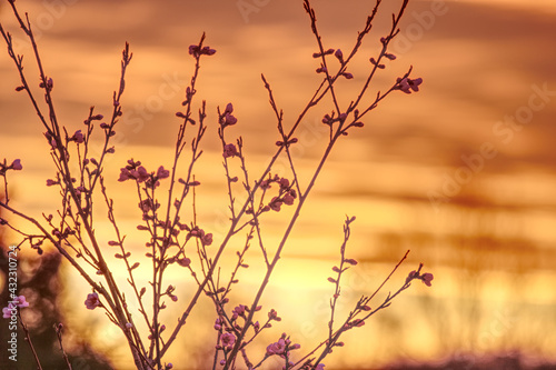 orange sunset with peach blossoms and branches in the foreground