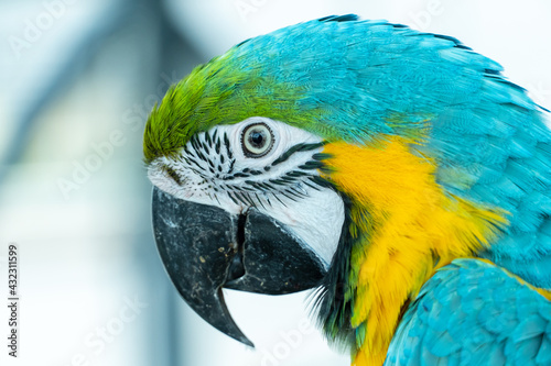 A close up of a blue-and-yellow macaw (Ara ararauna), also known as the blue-and-gold macaw bright vibrant parrot close up.