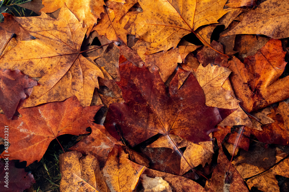 Automne Automne