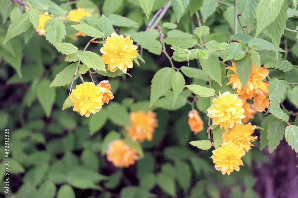 日本の植物園のヤマブキの花