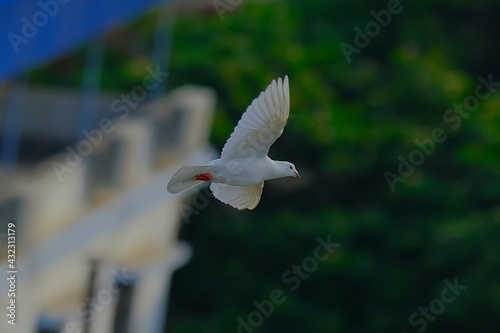 White pigeon © Kunal