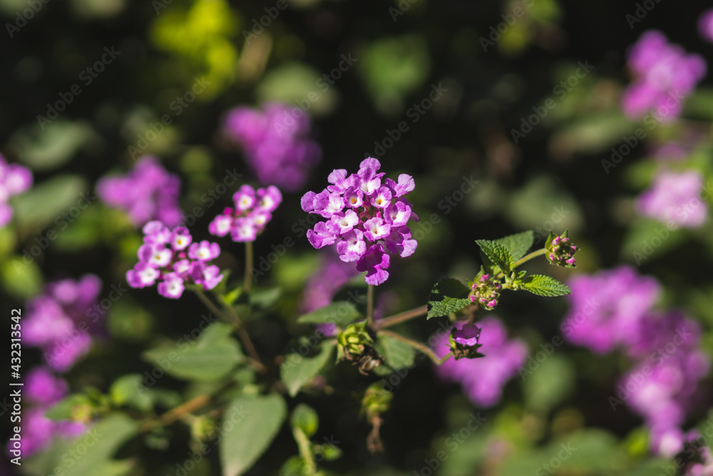 Purple flowers, on a blurred background of green leaves Purple flowers, on a blurred background of green leaves