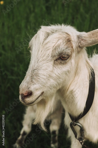 Baby goat on a farm in the village. Portrait of a goat.