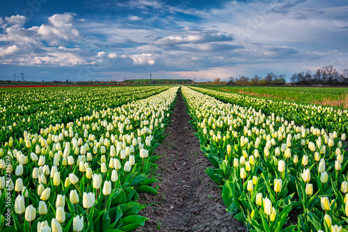 A carpet of blooming tulips in the field of northern Poland