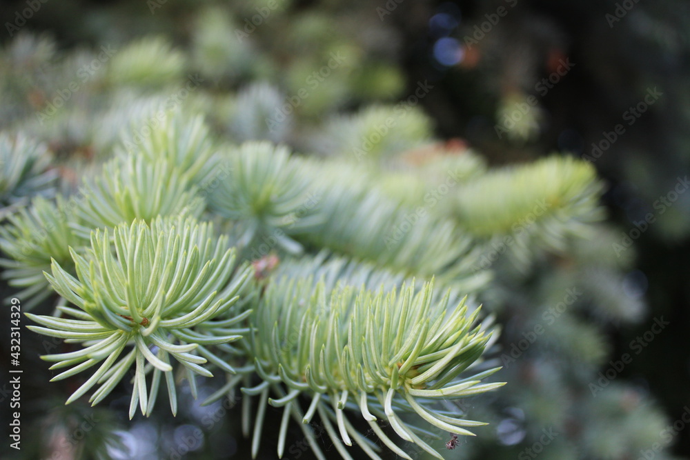 natural helen background spruce Christmas tree branches close up. New Year. Christmas. Winter background