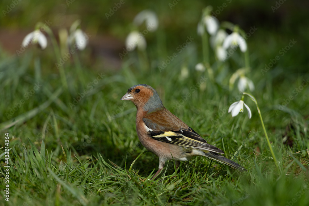 Common chaffinch looking for food in a flower meadow Common chaffinch looking for food in a flower meadow