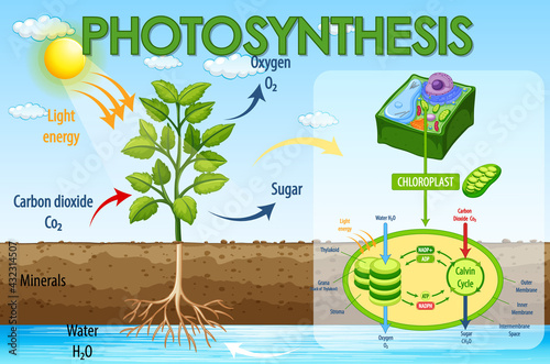 Diagram showing process of photosynthesis in plant