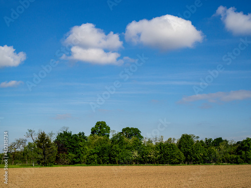 Field in spring with clouds