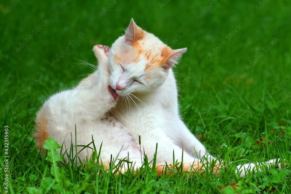 Katze Putzt Sich Hektisch Und Rennt Weg stock.adobe.com