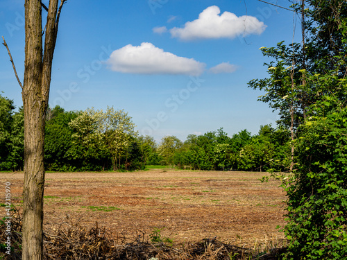 Field in spring with clouds