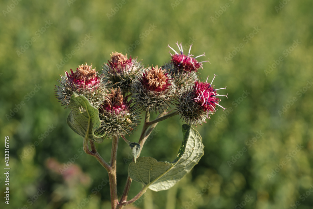 Lila-rote violette Blüten und Knospen von Disteln - freigestellt vor einem grünen Hintergrund in der Natur
