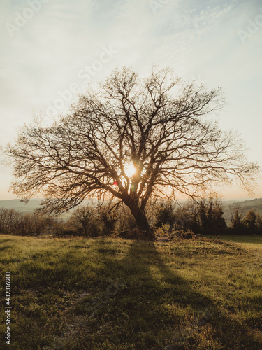 Wallpaper Mural tree Torontodigital.ca