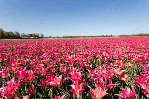 Wallpaper Mural Tulip plantation in Netherlands. Traditional dutch rural landscape with fields of tulips during springtime. Torontodigital.ca