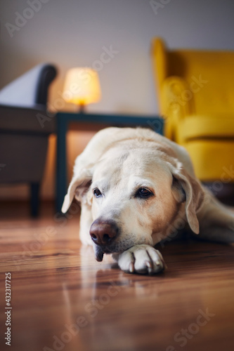 Domestic life with pets. Portrait of senior dog at home. Bored labrador retriver lying down against chairs.