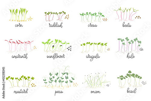 Set of seeds and sprouts of micro greens. Herbs - radishes, beets, cabbage, mustard, chard, sunflower, arugula, cress salad. Organic healthy food. Flat Vector illustration on white background.