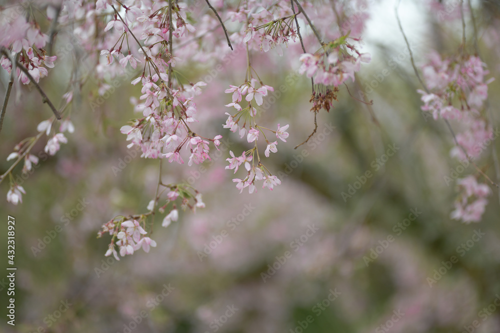Thin branches of early cherry with delicate pink flowers Thin branches of early cherry with delicate pink flowers
