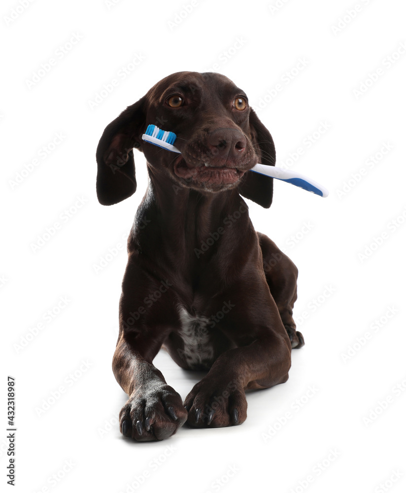 Fototapeta premium Adorable German Shorthaired Pointer dog with toothbrush on white background