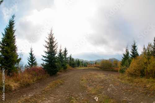 colorful orange autumn in mountains with green spruce