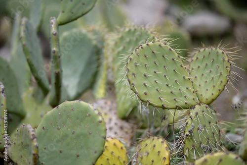 Flat shoots of apuntia cactus with long needles in a tropical garden