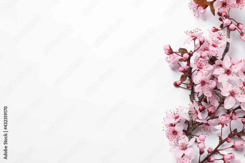 Cherry tree branch with beautiful pink blossoms on white background, top view. Space for text Cherry tree branch with beautiful pink blossoms on white background, top view. Space for text