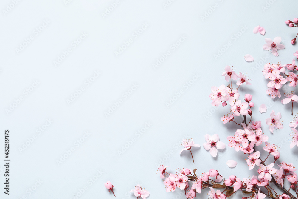 Cherry tree branch with beautiful pink blossoms on light background, flat lay. Space for text