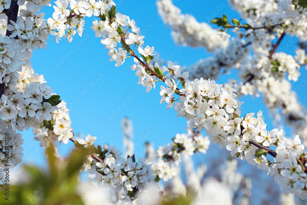 Branches of blossoming cherry plum tree against blue sky, closeup Branches of blossoming cherry plum tree against blue sky, closeup
