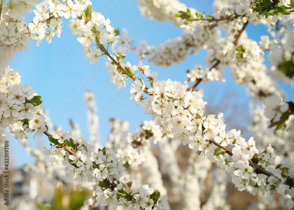 Branches with beautiful flowers against blue sky, closeup. Blossoming spring tree