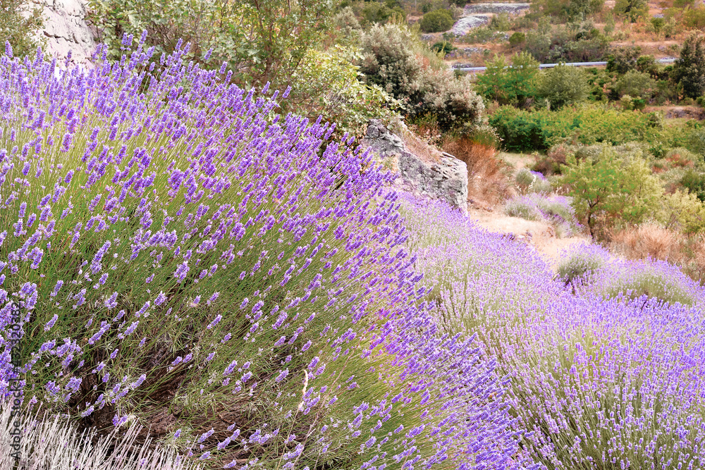 Mountain lavender on Hvar island in Croatia. Lavender oil is used in aromatherapy, perfume ingredient. Light purple natural background. Lavender bushes on hillside. Mountain lavender on Hvar island in Croatia. Lavender oil is used in aromatherapy, perfume ingredient. Light purple natural background. Lavender bushes on hillside.