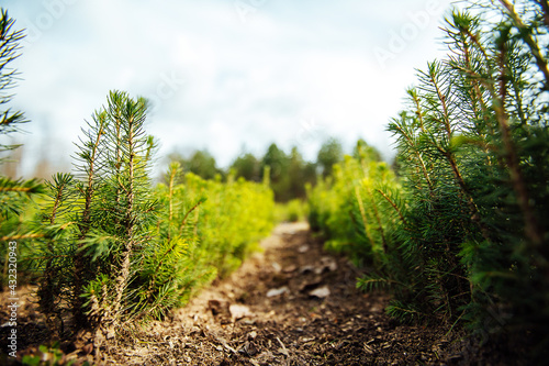 nursery of fir trees. small coniferous evergreen trees grow on beds planted by people. reforestation works. young shoots of pines and firs photo